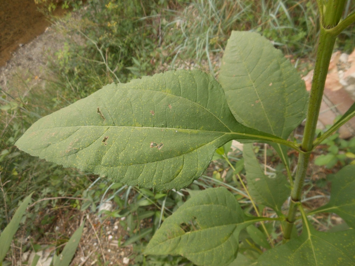 Helianthus tuberosus / Topinanbur